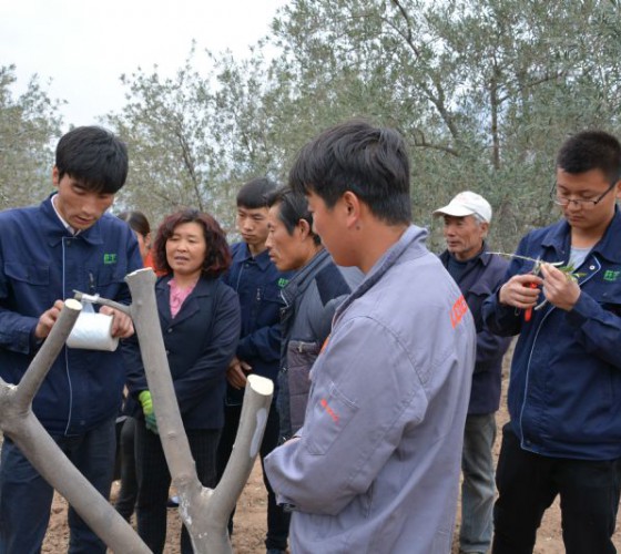 公司從產(chǎn)業(yè)鏈起始端著手，引進(jìn)良種優(yōu)苗，繁育基地苗圃，優(yōu)化樹(shù)種，以?xún)?yōu)質(zhì)的橄欖樹(shù)苗為生產(chǎn)特級(jí)初榨橄欖油提供基礎(chǔ)保障。在以自建萬(wàn)畝國(guó)家標(biāo)準(zhǔn)化油橄欖..