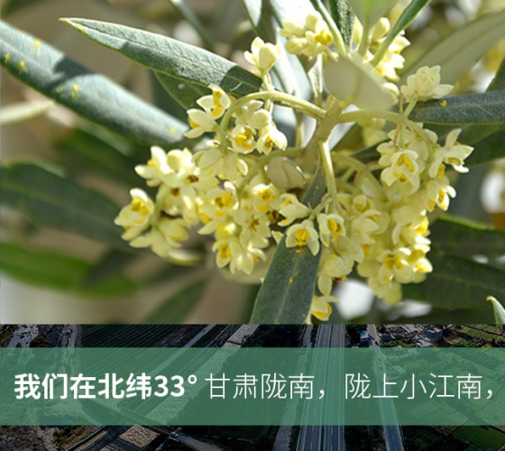 武都的氣候、土壤等與地中海沿岸極其相似，同處于世界頂級(jí)油橄欖黃金生產(chǎn)帶（32°58--33°36）年平均氣溫為14.7°，年日照時(shí)數(shù)1911..